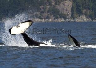 photo of orca whale tail playing animals