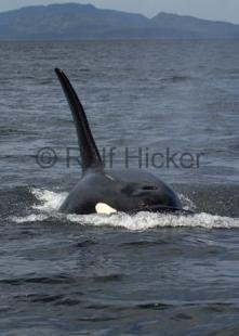 photo of CRW 6013