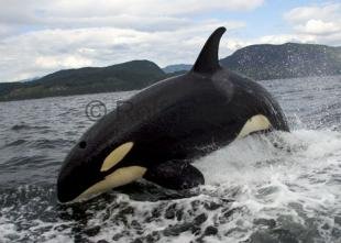 photo of Animal Behaviour