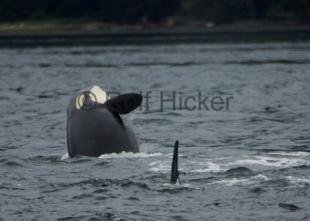 photo of CRW 6435