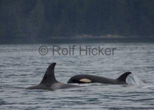 photo of CRW 6468