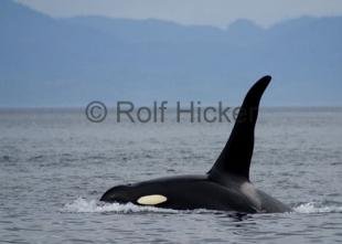 photo of alaska whale watching