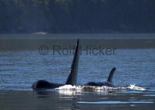 photo of CRW 6814