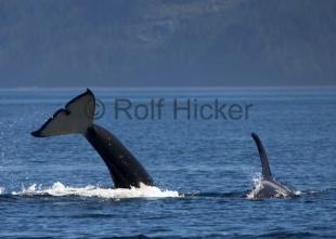 photo of CRW 6862