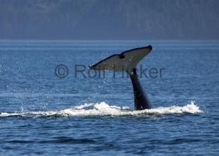 photo of CRW 6866