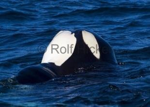 photo of CRW 6942