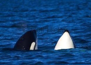 photo of CRW 6952