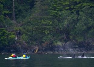 photo of whale kayaking adventure