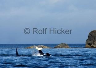 photo of CRW 7334