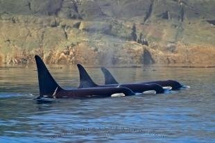 photo of marine mammals of canada