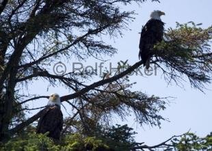 photo of Bald Eagles CRW 8101