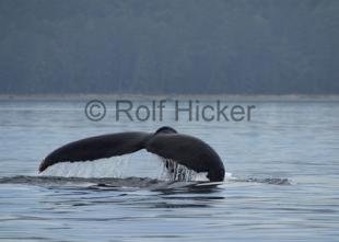 photo of Humpback Whale Tail