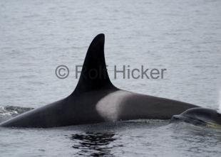 photo of Killer Whales CRW 8404