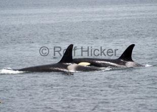 photo of Orca Whales CRW 8467