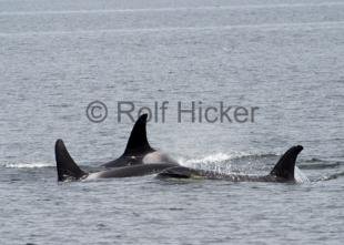 photo of Killer Whales CRW 8481