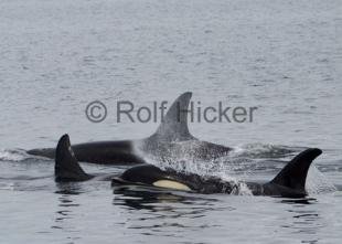 photo of Orca Whales CRW 8492