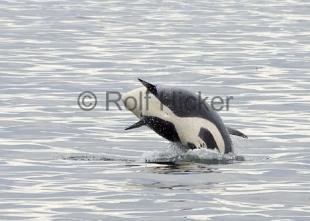 photo of Orca Whales CRW 8607