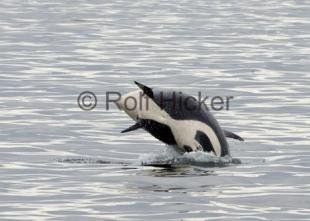 photo of Whale Watching Baby Orca Springer Jumping