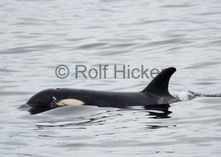 photo of Orca Whales CRW 8635