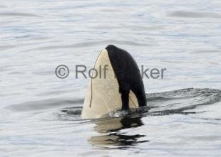 photo of Playful Orca Whale