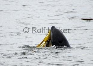 photo of Killer Whale Kelp