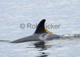 photo of Killer Whales CRW 8741