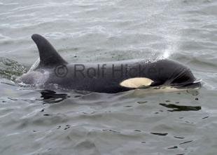 photo of Orca Whales CRW 8766