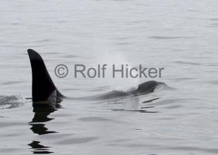 photo of Orca Whales CRW 8796