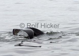 photo of Orca Whales CRW 8802