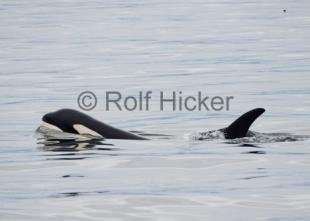 photo of Killer Whales CRW 8805