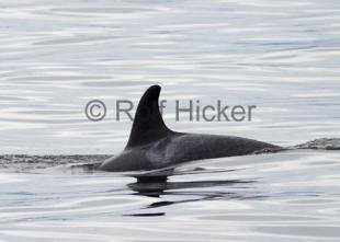 photo of Orca Whales CRW 8828