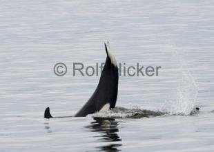 photo of Orca Whales CRW 8871