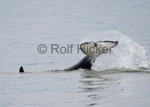 photo of Killer Whales CRW 8894