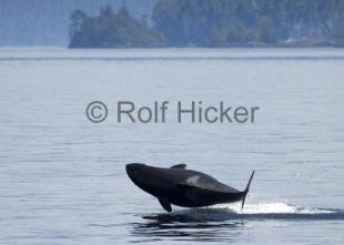 photo of Orca Whales CRW 8949