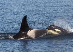 photo of Killer Whales CRW 8973