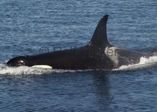 photo of Killer Whales CRW 8978