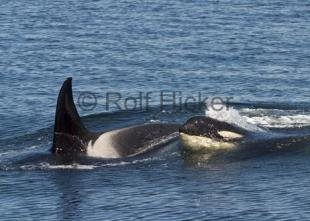 photo of Orca Whales CRW 8981