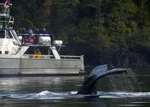 photo of Whale Watching Tour Lukwa Telegraph Cove