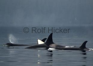 photo of whales of canada