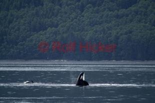photo of Orca Whales CRW 9063