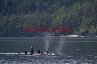 photo of Killer Whales CRW 9073