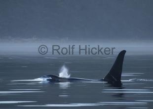 photo of CRW 9075