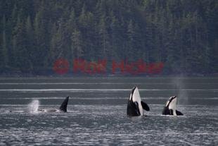 photo of Orca Whale watching double spy hop