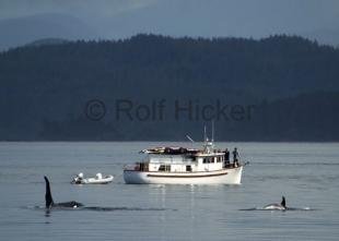 photo of Spirit Bear Cruise