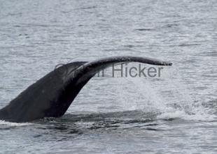 photo of Killer Whales CRW 9193