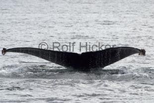 photo of Humpback Whales CRW 9197