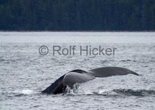 photo of Humpback Whale CRW 9212