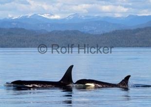 photo of killer whales of vancouver island