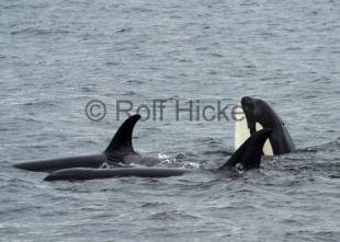 photo of Orca whales CRW 9327