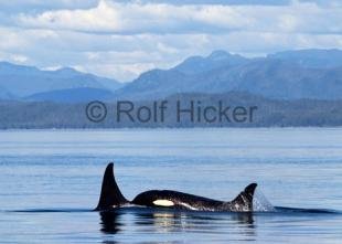 photo of CRW 9330